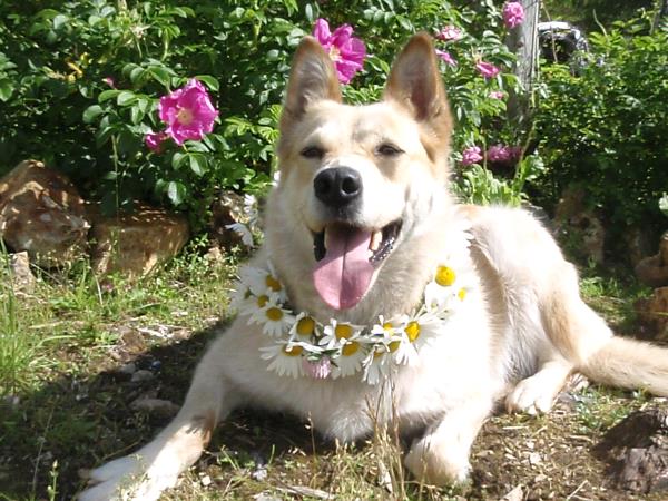 /images/uploads/juneau animal rescue/alaskapets2020/entries/15036thumb.jpg